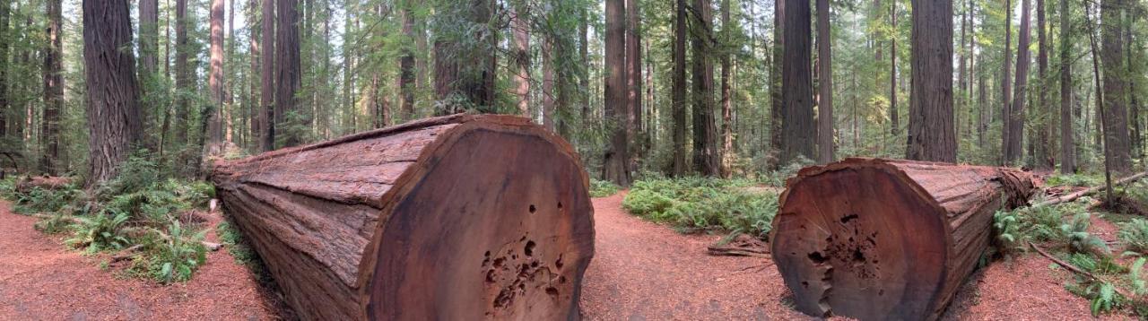 Glamping In The Redwoods With A Hot Tub! Hotell Garberville Eksteriør bilde