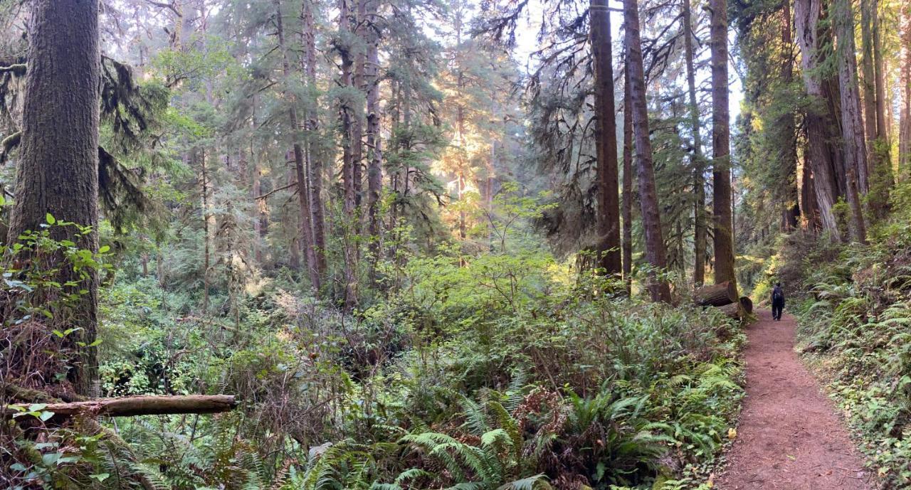 Glamping In The Redwoods With A Hot Tub! Hotell Garberville Eksteriør bilde